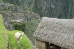 PICTURES/Machu Picchu - Animals - Us and Others/t_P1250234.JPG
